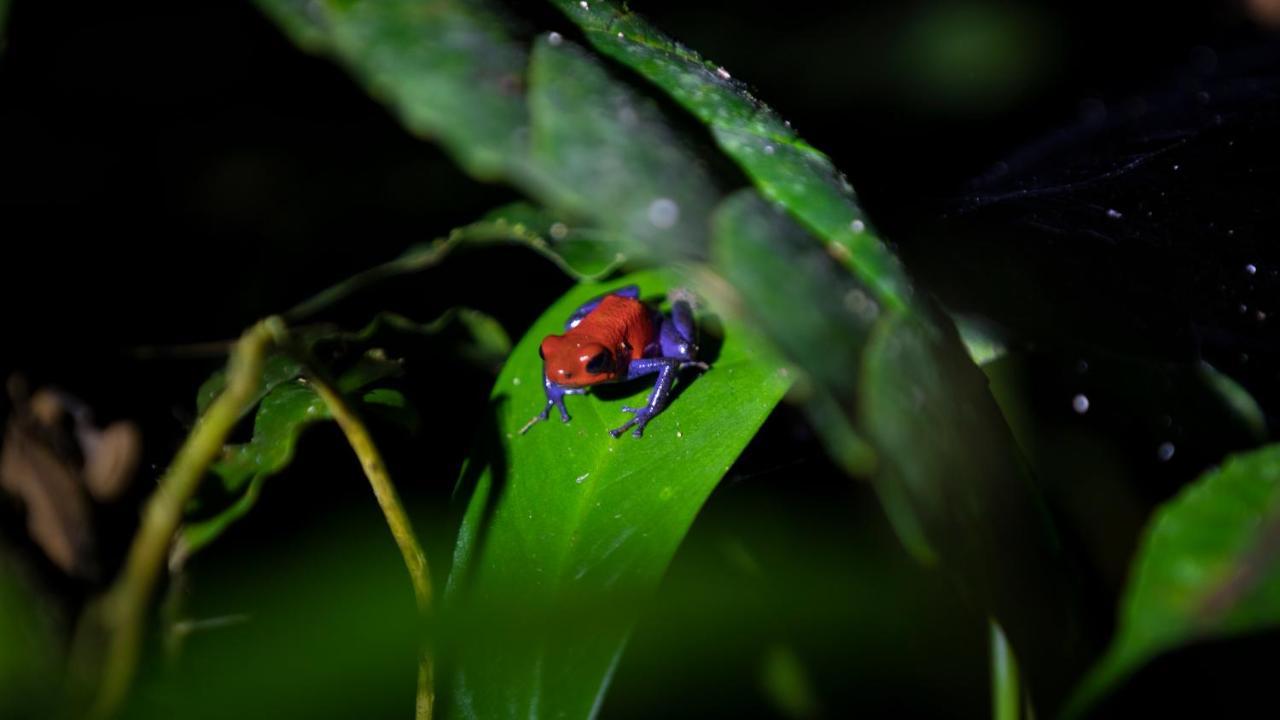 Hotel Rancho Cerro Azul La Fortuna Εξωτερικό φωτογραφία