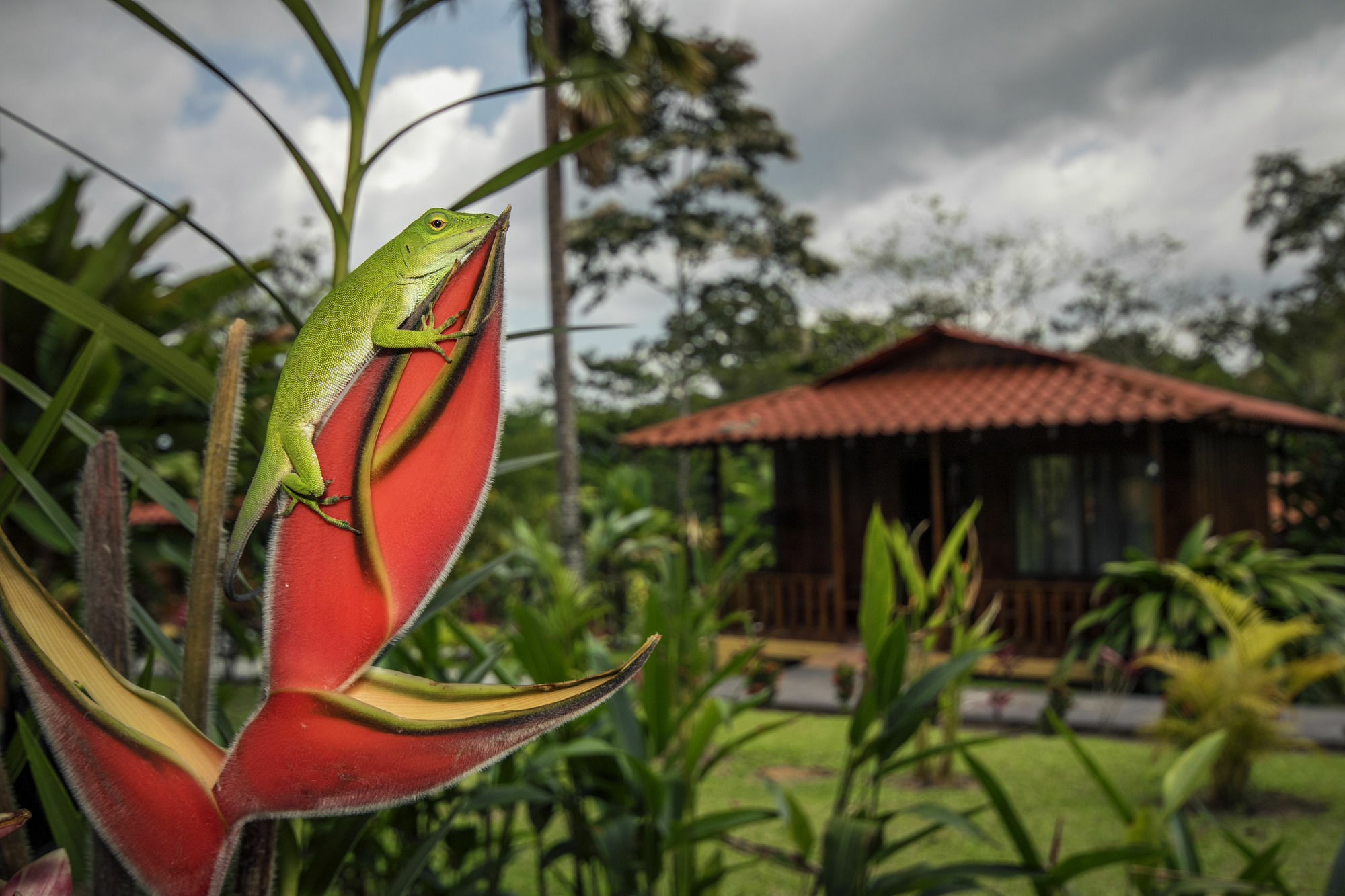 Hotel Rancho Cerro Azul La Fortuna Εξωτερικό φωτογραφία
